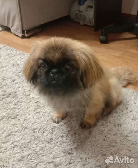 Вязка Пекинес