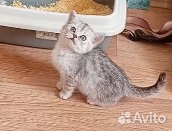 Британский Котенок