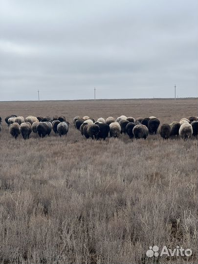 Овцы бараны ягнята