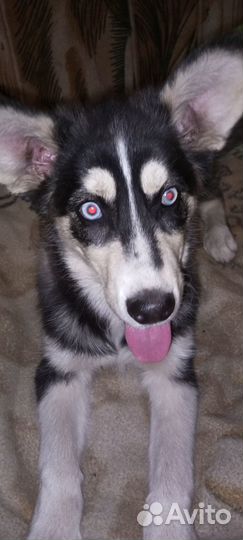 Отдам девочку щенка хаски в добрые руки