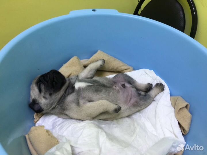 Щенки мопса