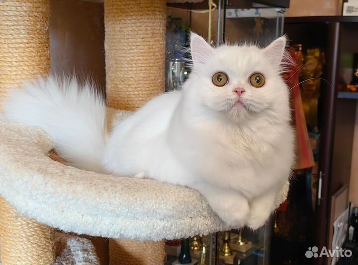 Шотландская кошка