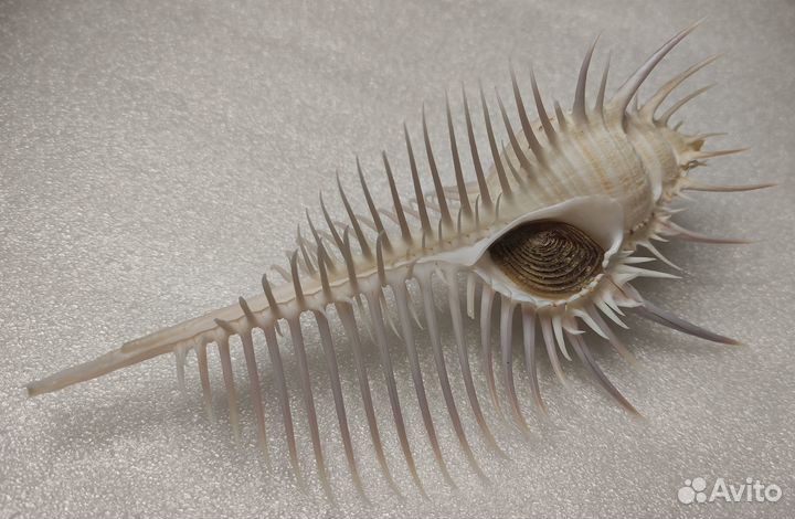 Морская раковина / Murex pecten