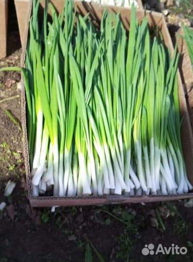 Лук зеленый свежей срезки LUK-3353