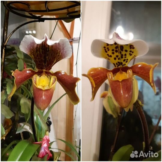 Башмачки. Орхидеи