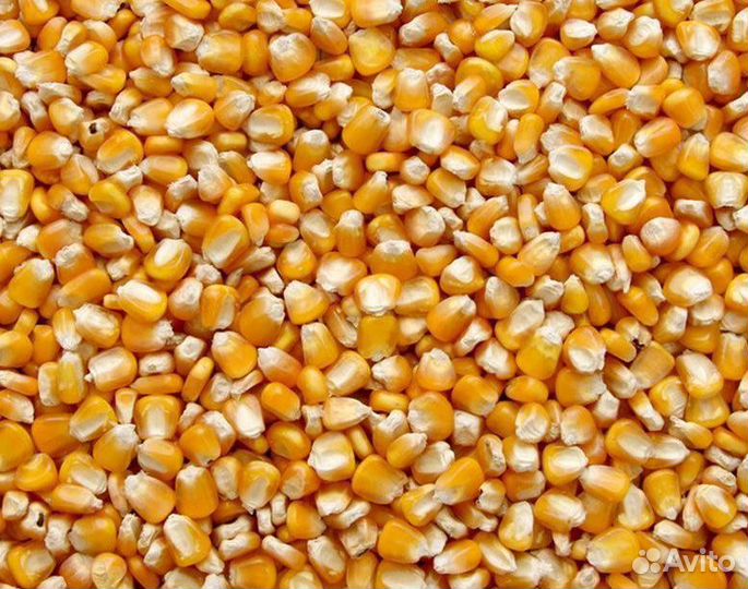Кукуруза фуражная оптом 400 тонн