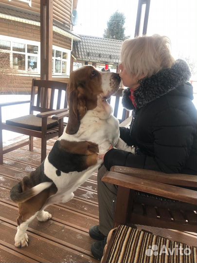 Бассет хаунд