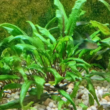 Криптокорина прополка