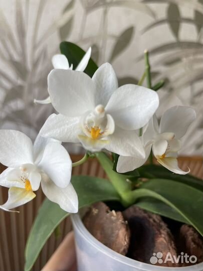 Орхидея фаленопсис мини