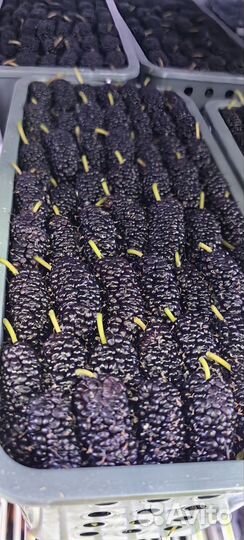 Фрукты и ягоды