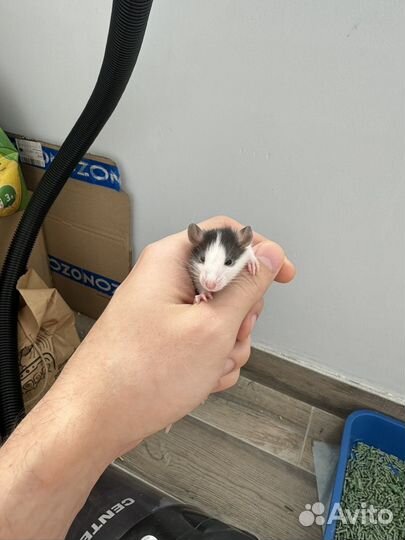 Крысята дамбо