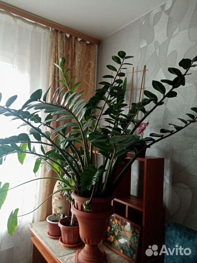 Замиокулькас