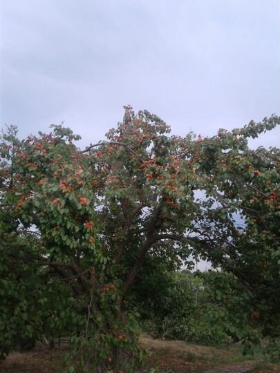 Дача 20 м² на участке 9,5 сот.