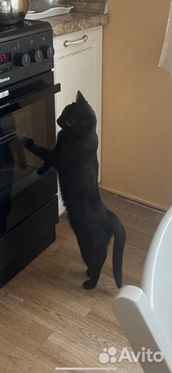 Молодая кошка
