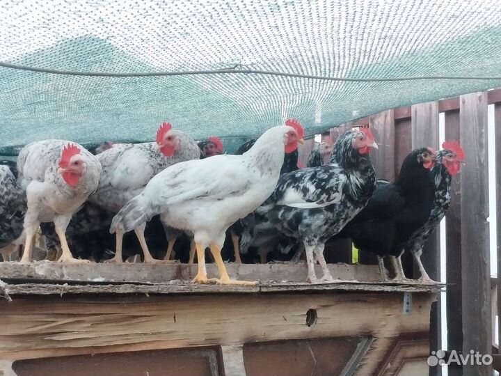 Молодые петухи