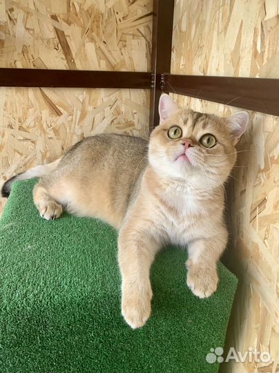 Шотландский кот вязка