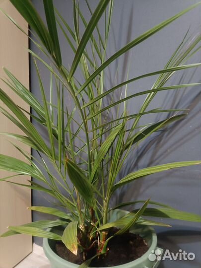 3 Финиковых пальмы