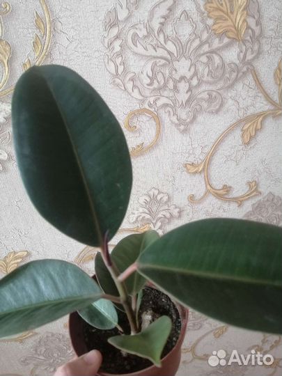 Бенджамина