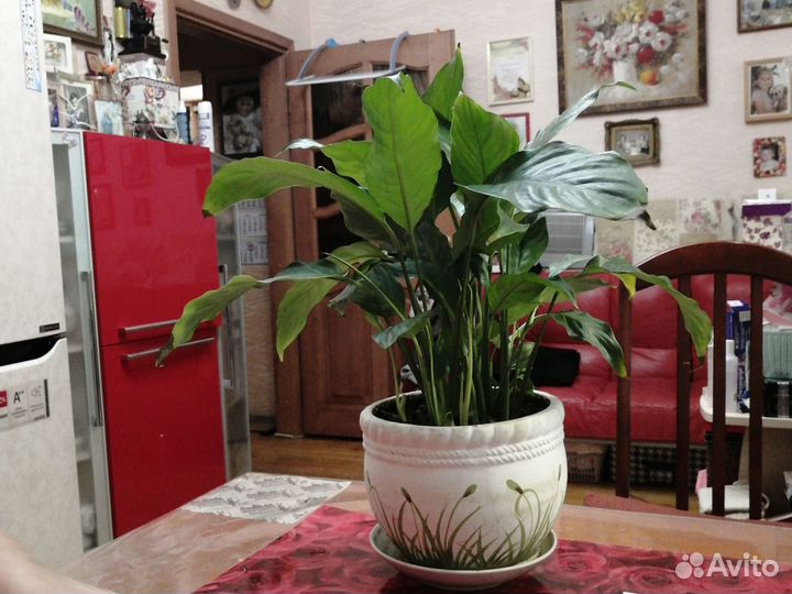Комнатные цветы
