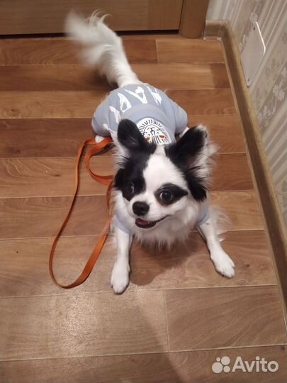 Продаю собаку