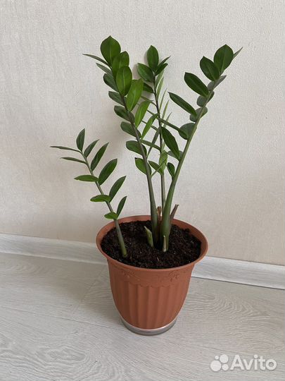 Замиокулькас долларовое дерево