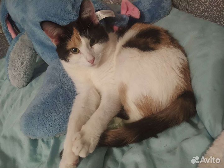 Кошка Алиса ищет дом