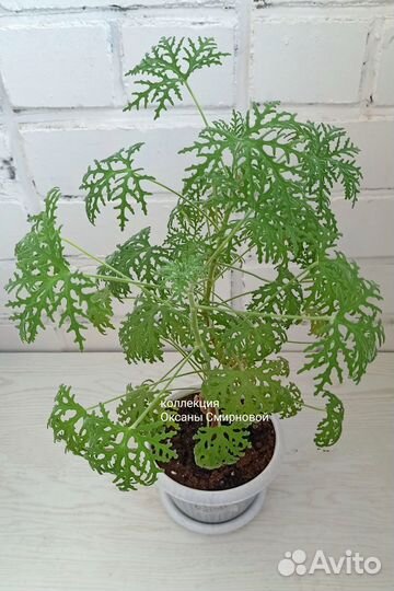 Пеларгония герань душистая