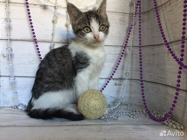 Кошки в добрые руки