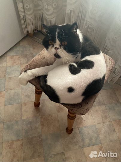 Кот