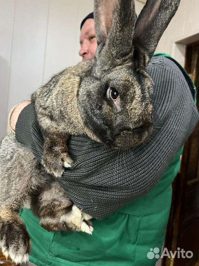 Кролики, самки, самцы, фландры