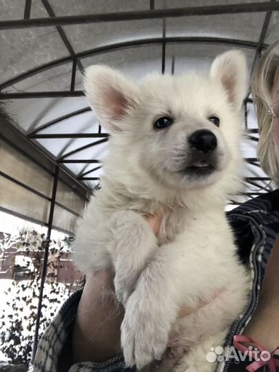 Щенки белой швейцарской овчарки