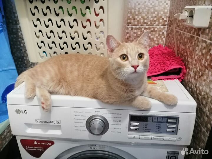 Британский кот