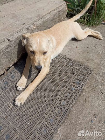 Щенки ищут дом