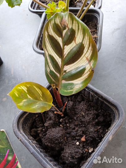 Продам цветы комнатные