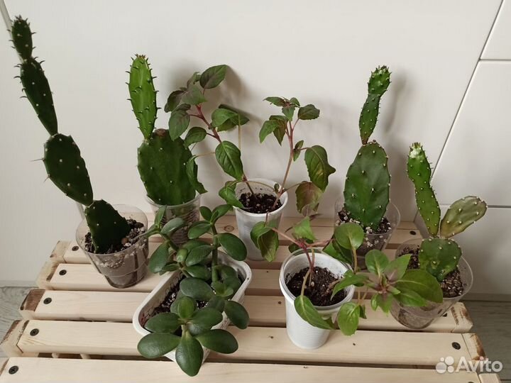 Фуксия, опунция, крассула