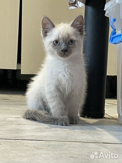 Сиамские котята