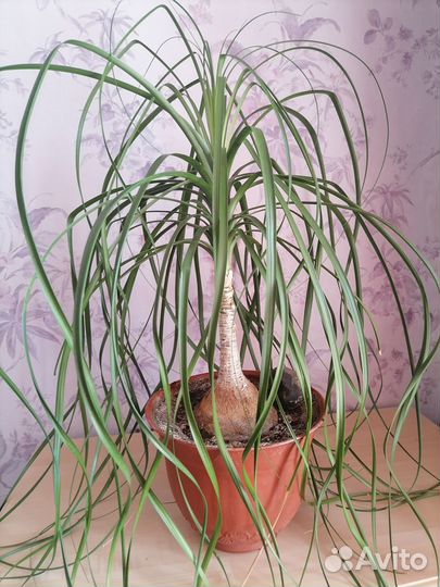 Бутылочное дерево