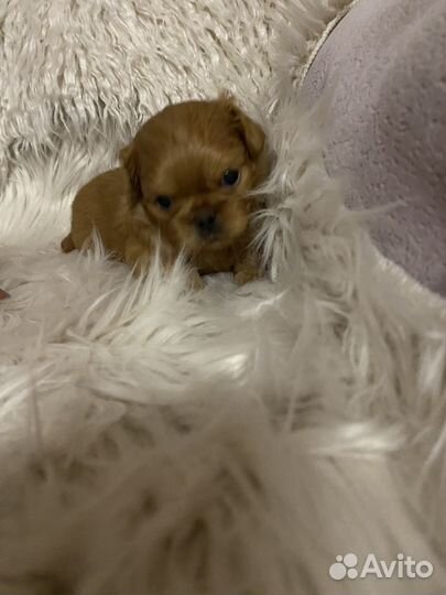 Щенки пекинес с ши -цу два мальчика