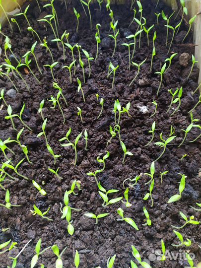 Рассада баклажан, томатов, перцев