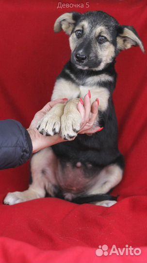 Метис овчарки