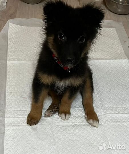 Щенок девочка в добрые руки