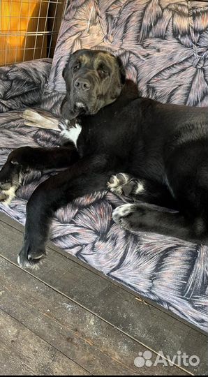 Среднеазиатская овчарка. Кобель. Бесплатно