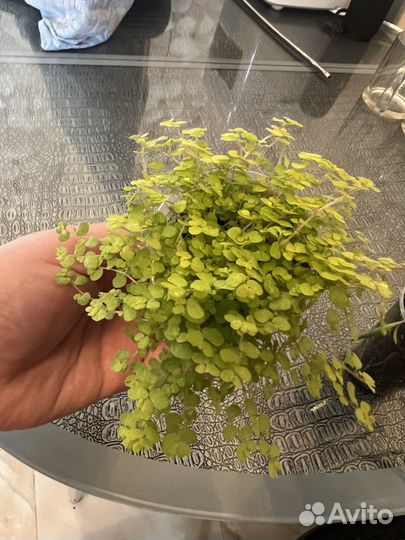 Солейролия