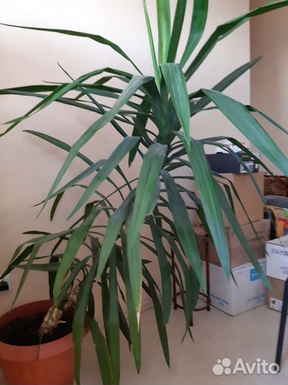 Комнатные растения