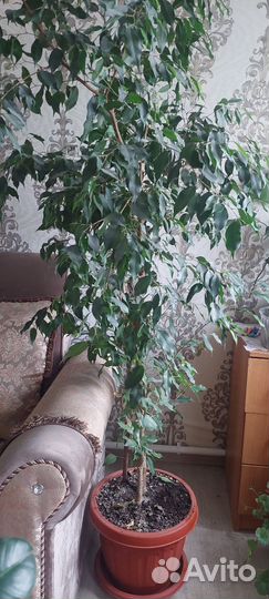 Фикус бенджамина большой