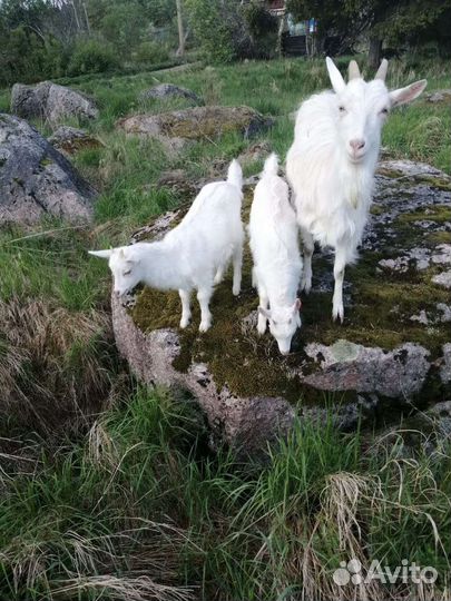 Козлята