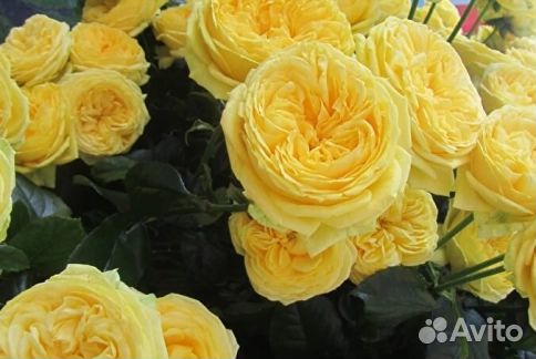 Роза Пиано Каталина (Piano Catalina)