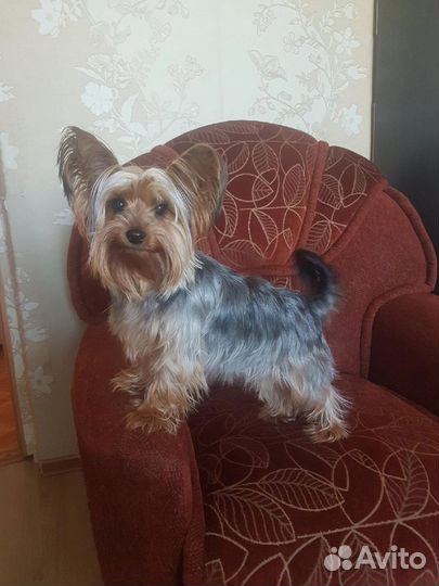 Йоркширский терьер щенки