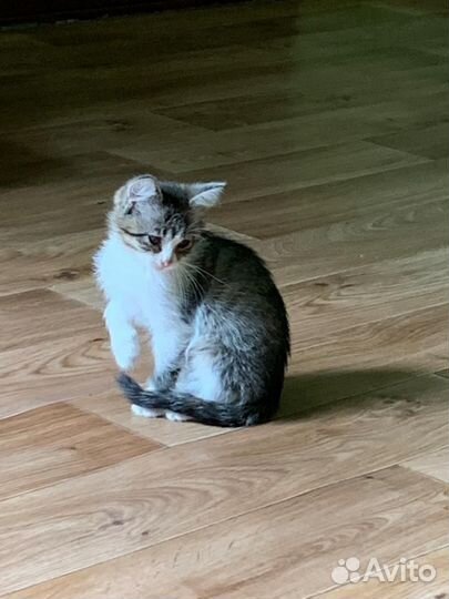 Котёнок