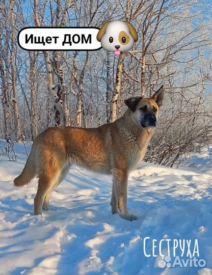 Сеструха в заботливые руки